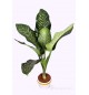 PATABAHAR WITH GOLDEN WHITE PLANTER - LARGE